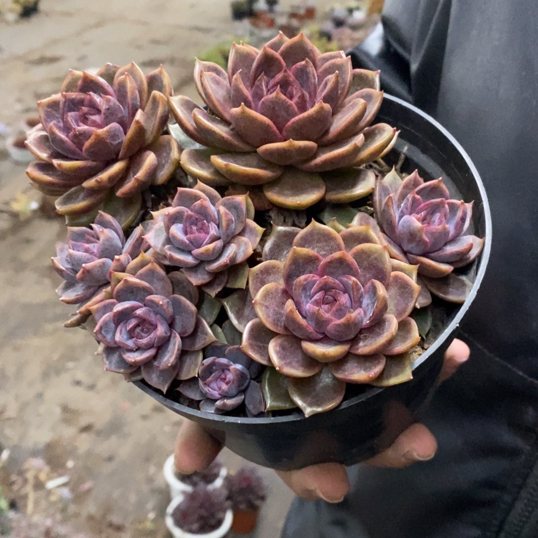 巧克力慕斯四大头起发，160杯