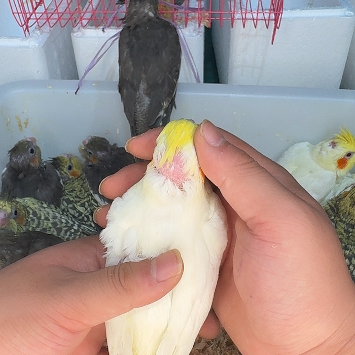 玄凤鹦鹉/鸡尾鹦鹉