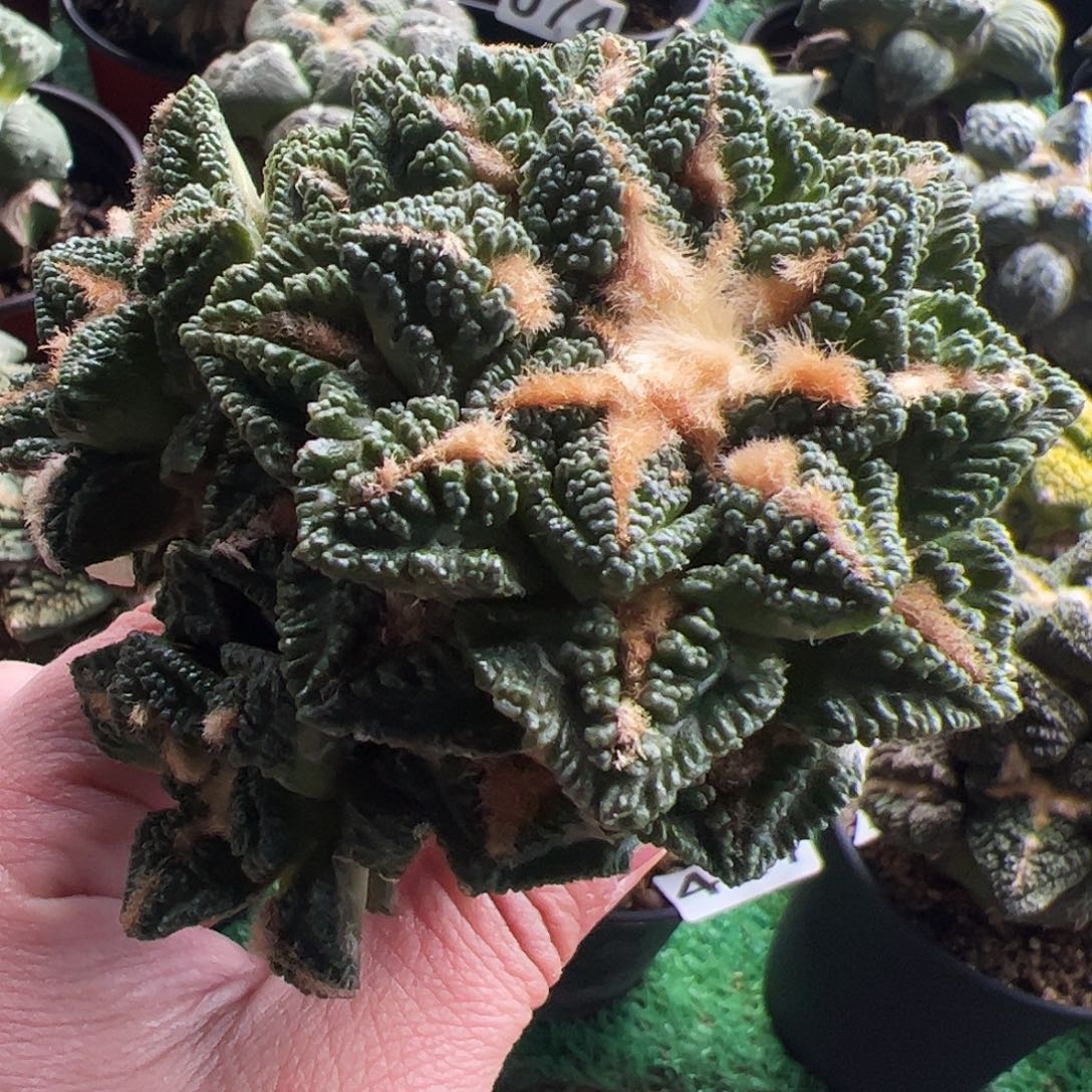 无花朵颗粒辛顿牡丹群408