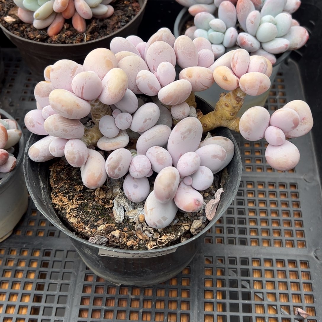 张张精品多肉蛋黄奶