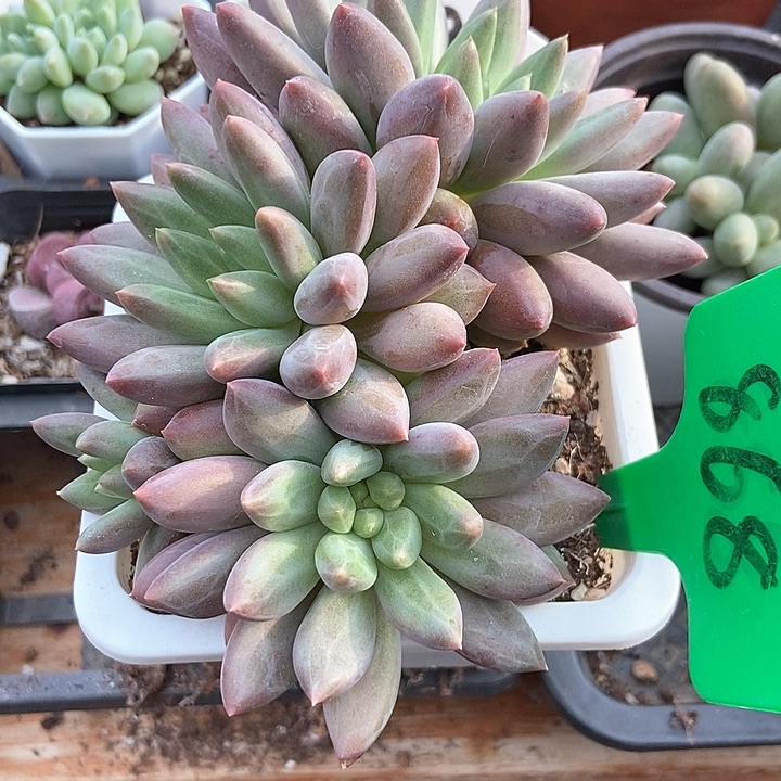 多肉植物红蜻蜓868多肉