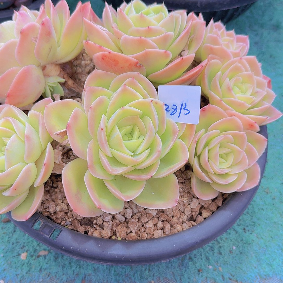 2813星那塔多肉植物