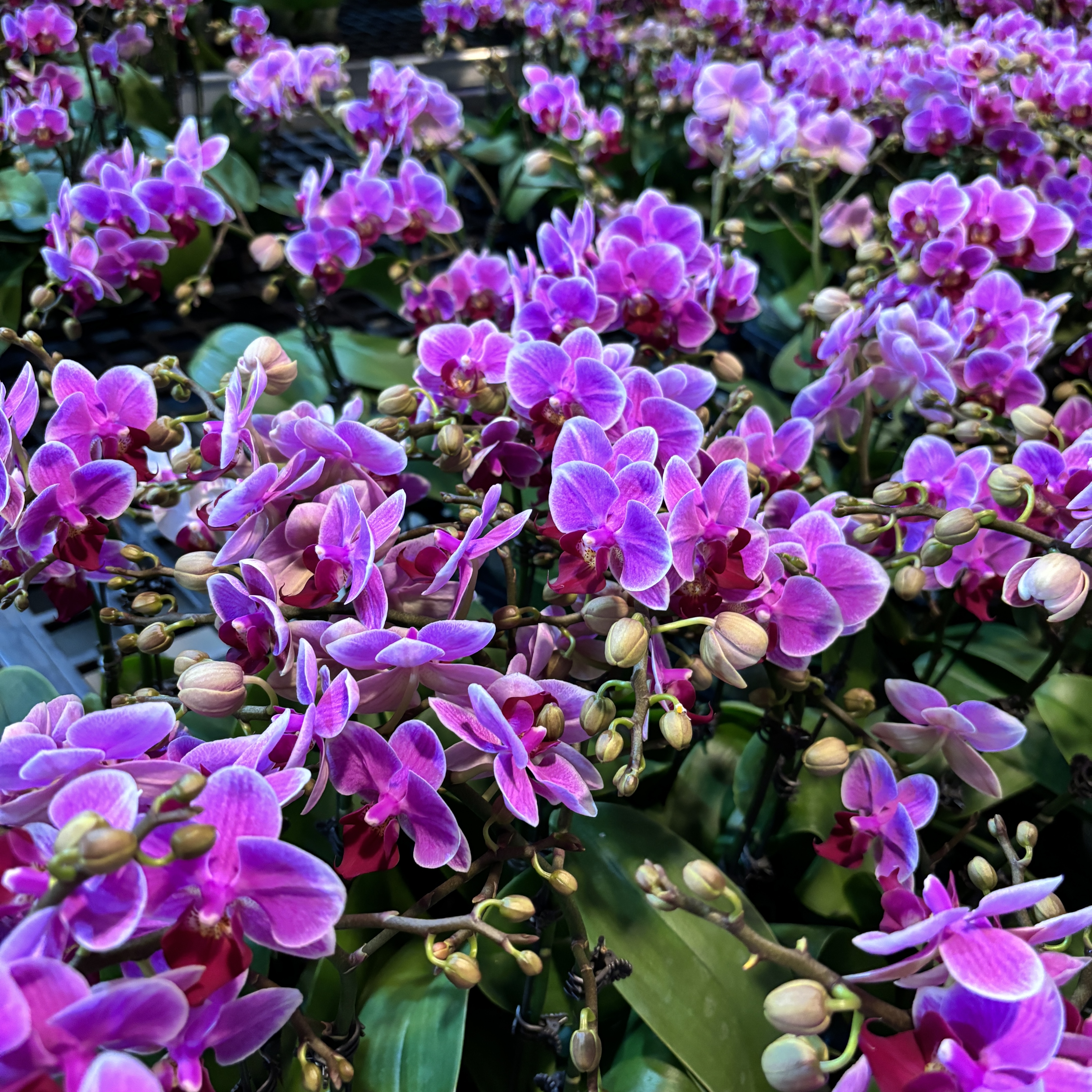【粉闪电】紫色系中花型 花花蜡质花花期长盆栽蝴蝶兰室内花卉
