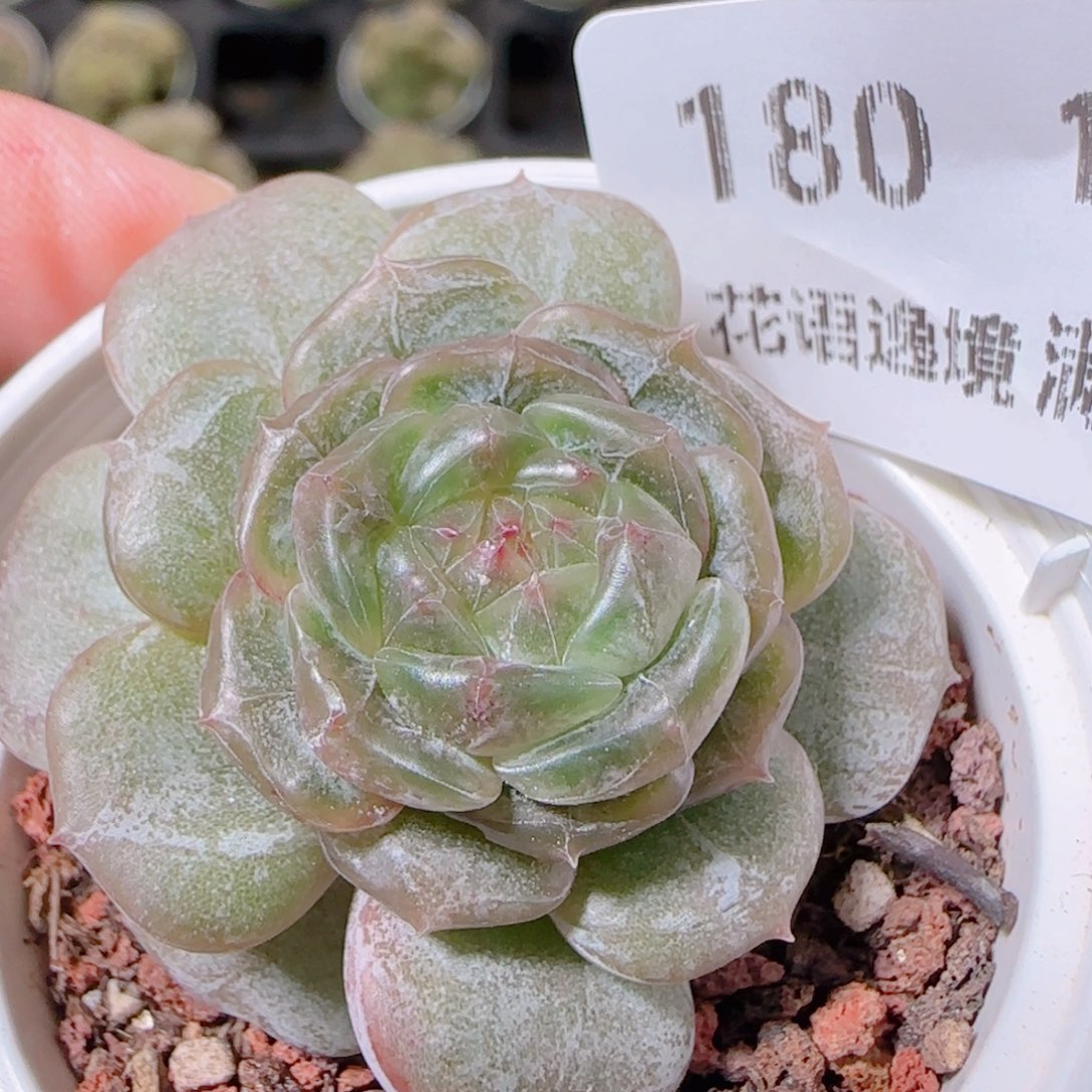 花语逸镜1109-180白恋