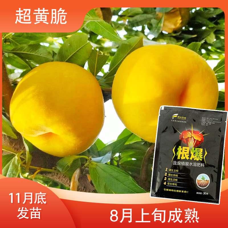 【超黄脆 一级的】增产肥料（12月发）先发赠品