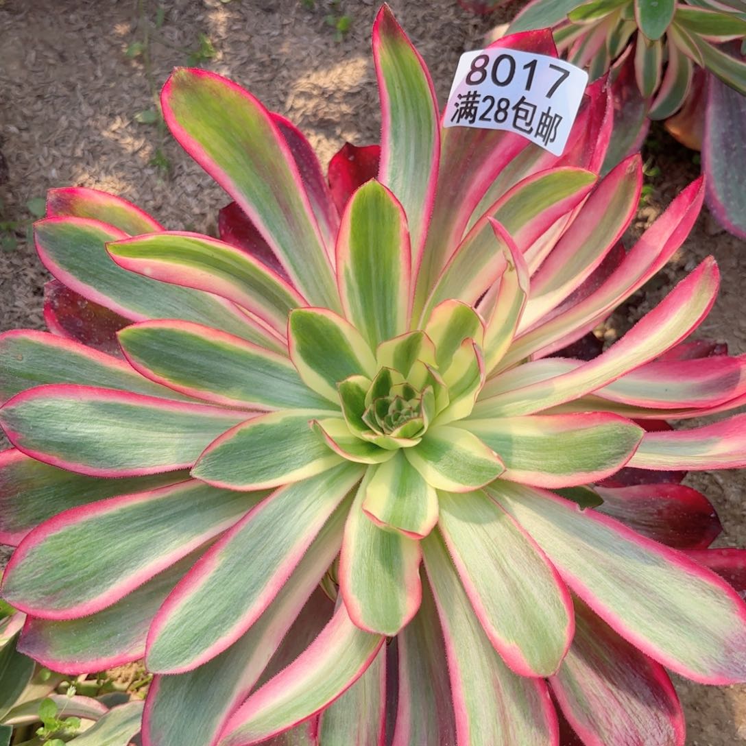 H. 8017红魔女多肉