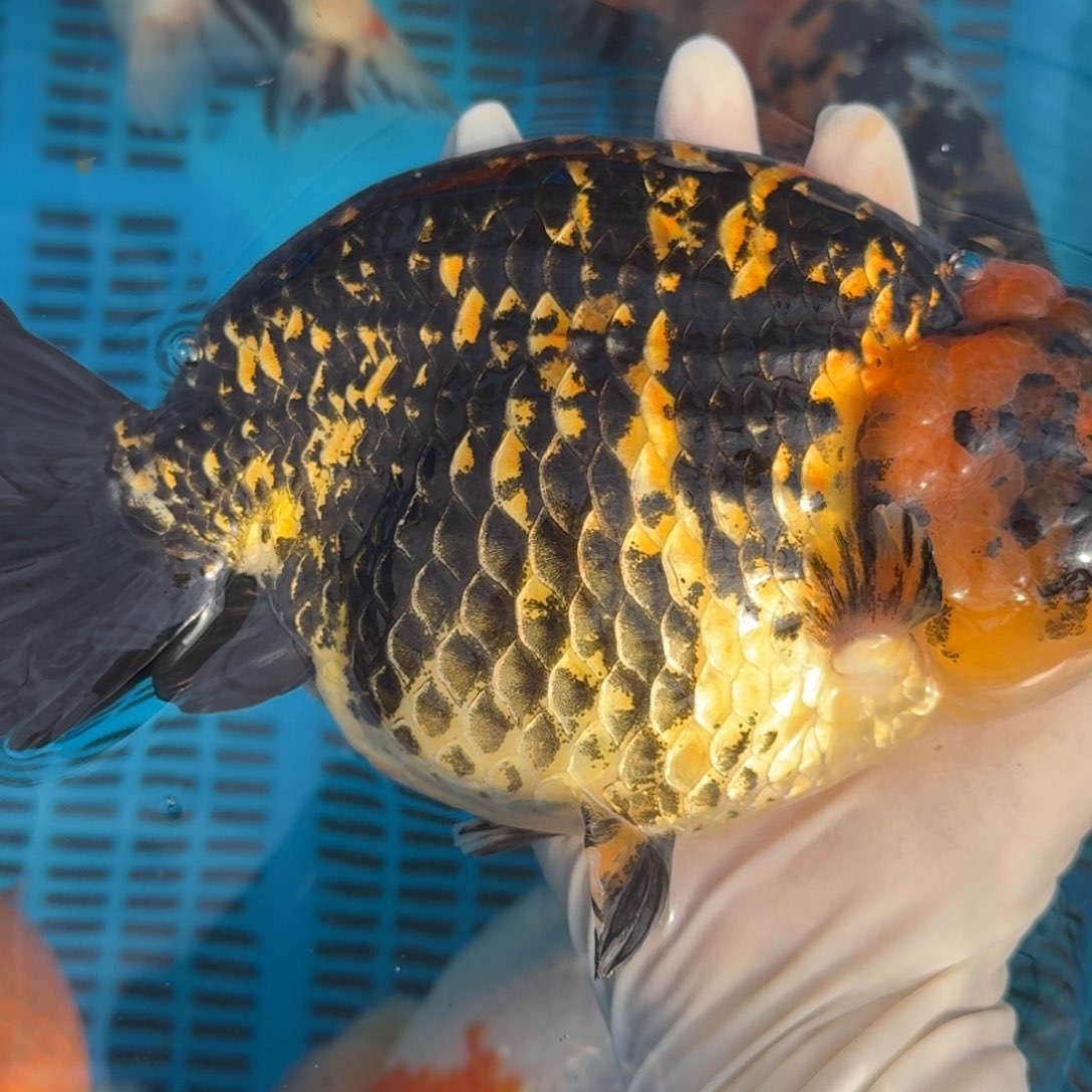 金鱼大体兰寿黑金