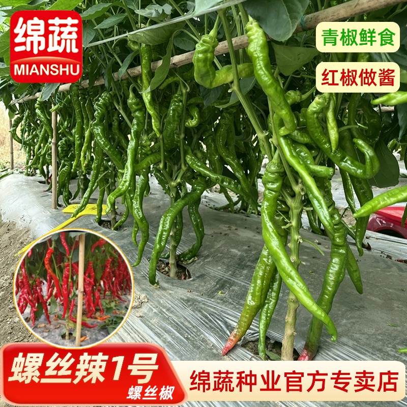绵蔬【螺丝辣1号】螺丝辣椒味香辣小菜园阳台花盆种植品质好春季