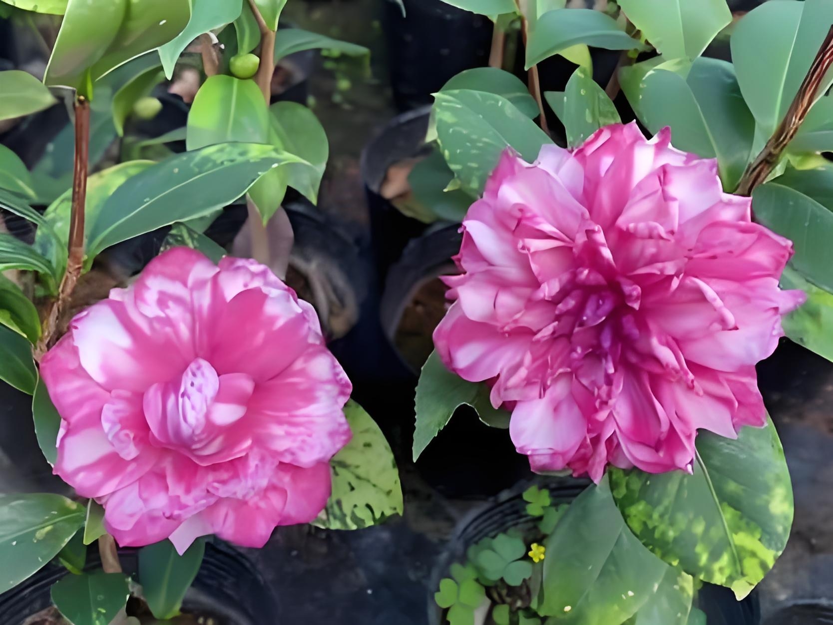 斑利修精品名贵稀有茶花盆栽绿植室内阳台庭院