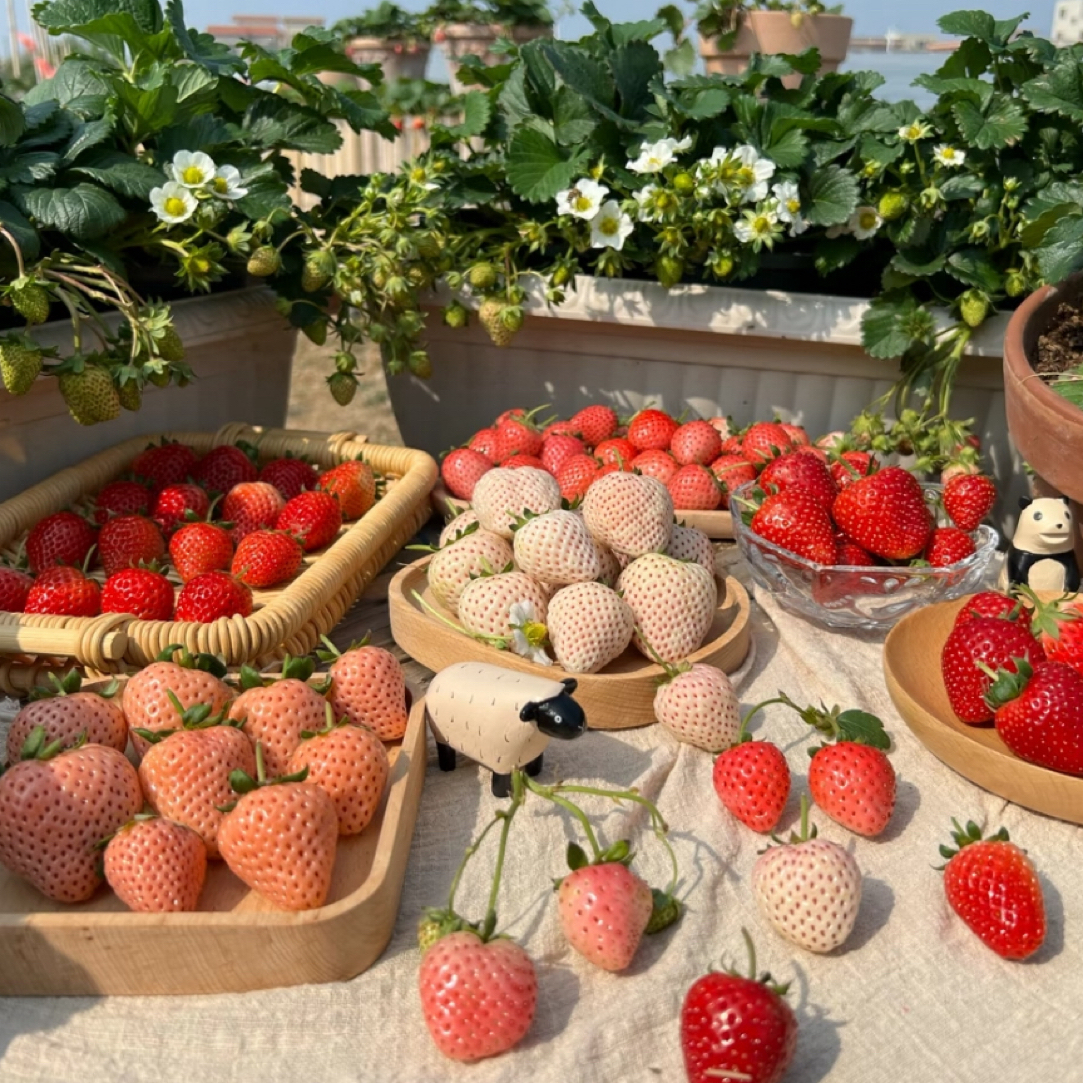 0.5加仑原盆原土带花苞草莓苗建德白露黑珍珠粉玉宁玉草莓精品苗