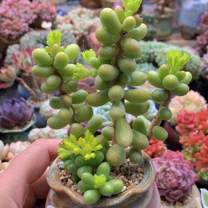 一物一拍含盆土满38包邮C783