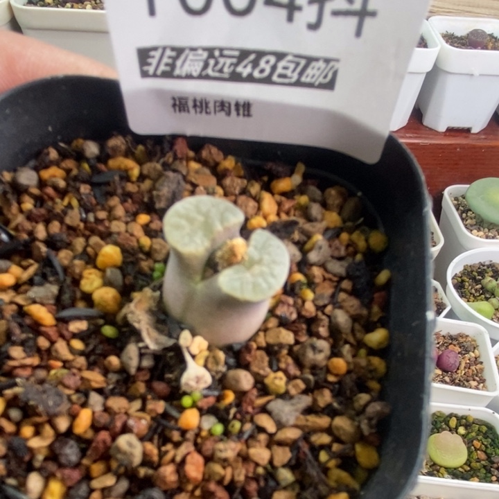 一物一拍004号风铃