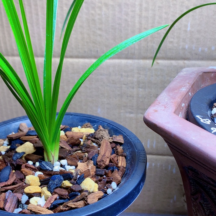 完全开放蕙兰沙班变形丝中透原草放漏