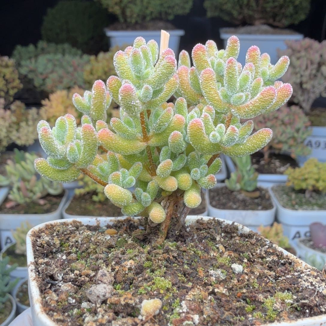 A992黄冰闪闪28元包邮