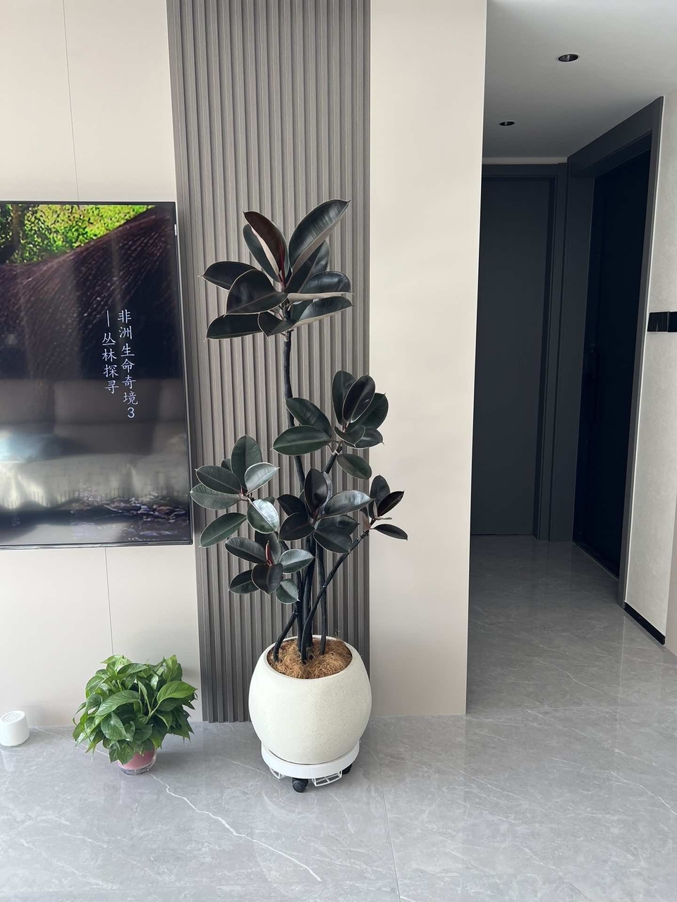 造型橡皮树黑金刚室内大型植物盆栽办公室客厅四季绿植净化空气