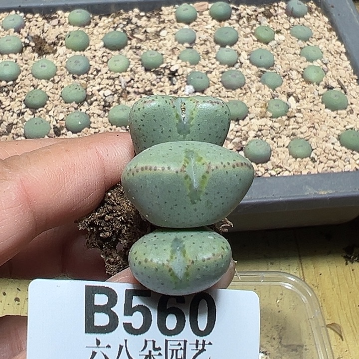 560号少将杂多肉植物