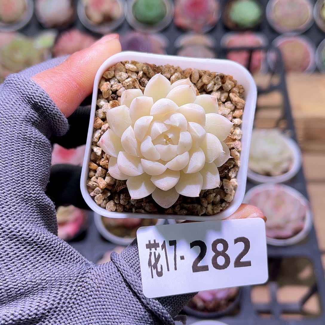花17-282女王单头