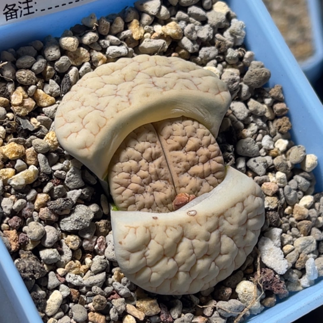 3123蜜纹凹凸189。