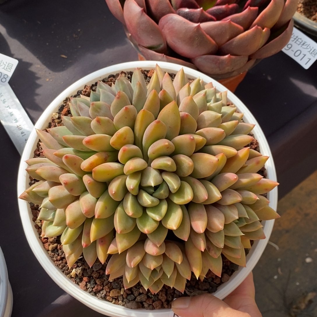 两单包邮1129-12象牙