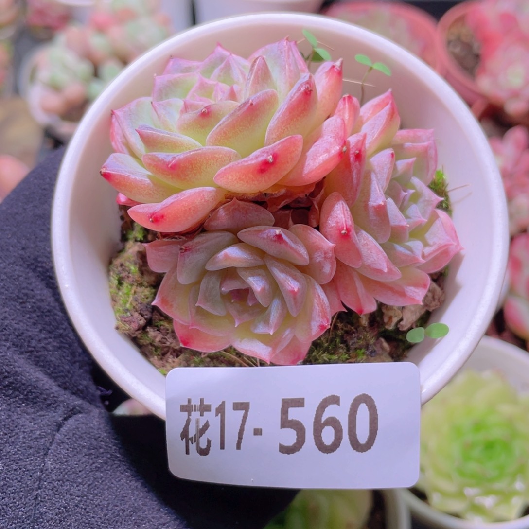 花利美17-560纯爱