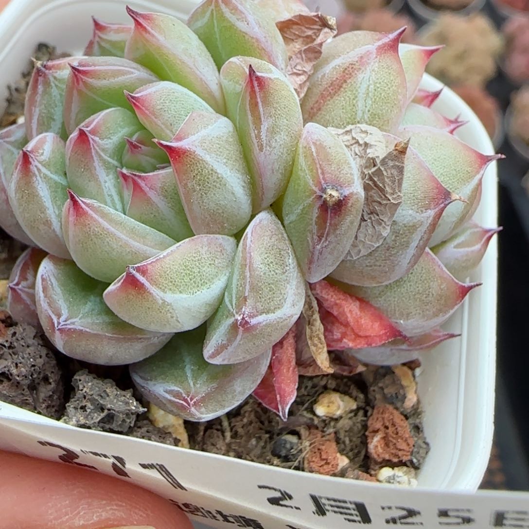 花语逸镜0225-271