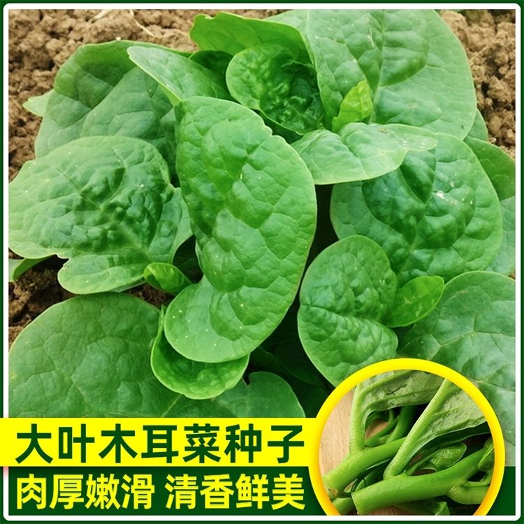 大叶木耳菜种子蔬菜种籽春夏秋季阳台盆栽菜种豆腐菜种籽农家野菜