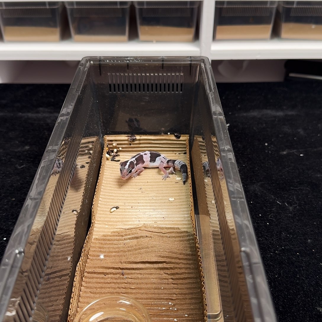 肥尾守宫奥利奥直线68地包天个体！