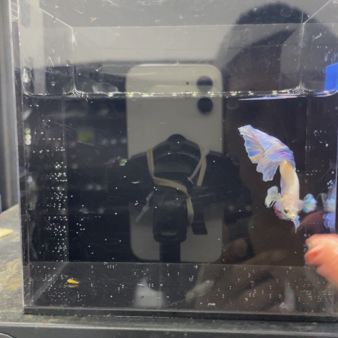 斗鱼哈哈哈哈哈550