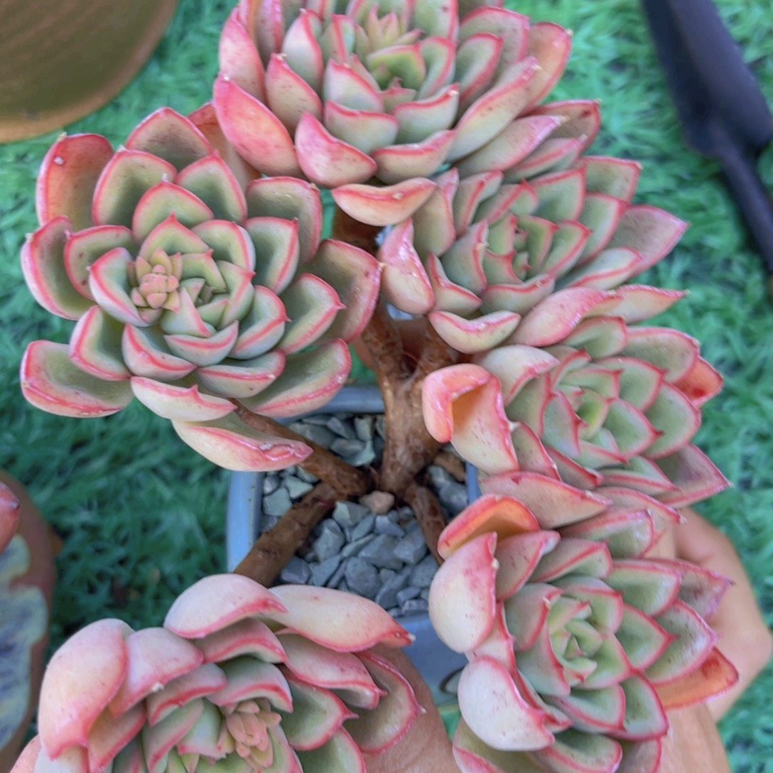 原始荷花朵朵缀02107多肉