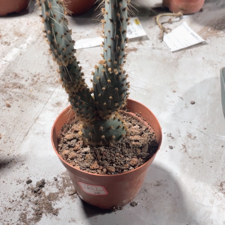 用****8舍利塔222222