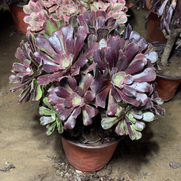 多肉植物法师噢若拉9