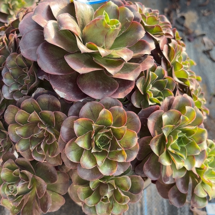 魅金多肉法师不包损15