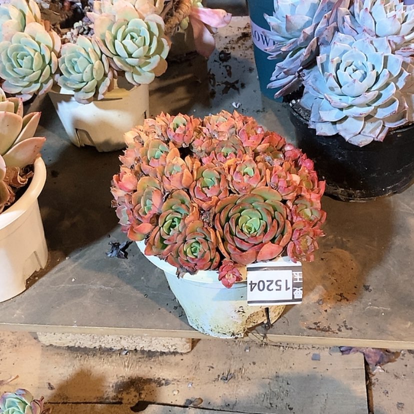 【闪购商品】高贵15204