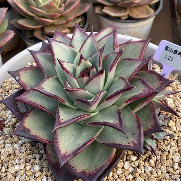 D121- 直播福利 乌木