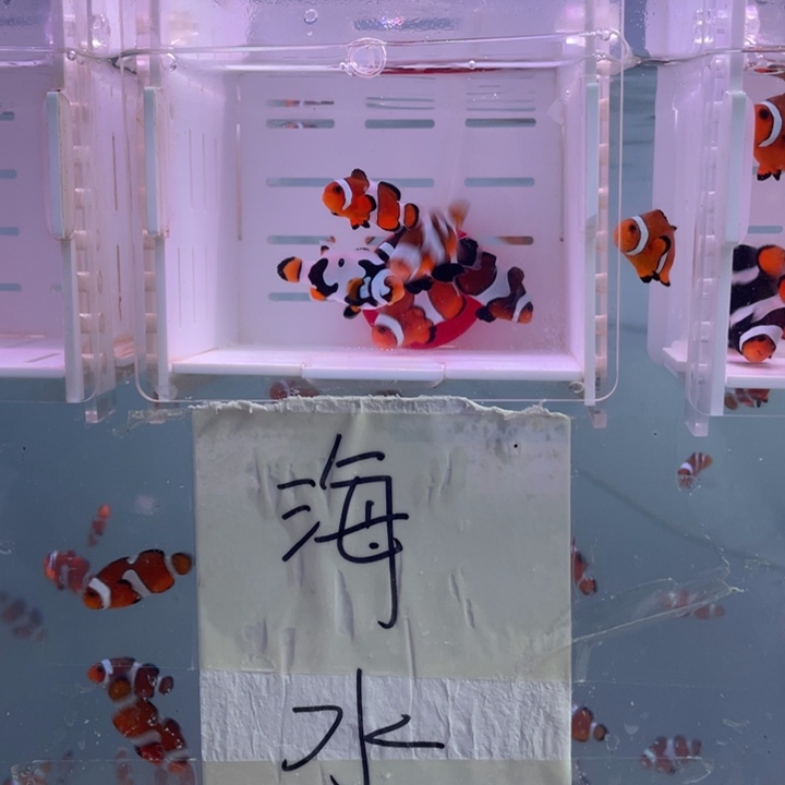 海水鱼精品混搭6条3左右