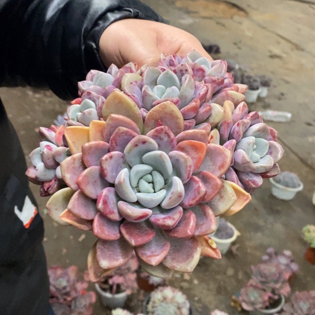 花斑露六头起发老桩