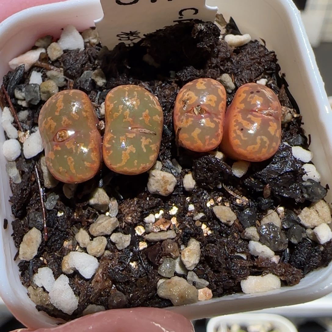 肉锥多肉植物百科25-粉色勋章823