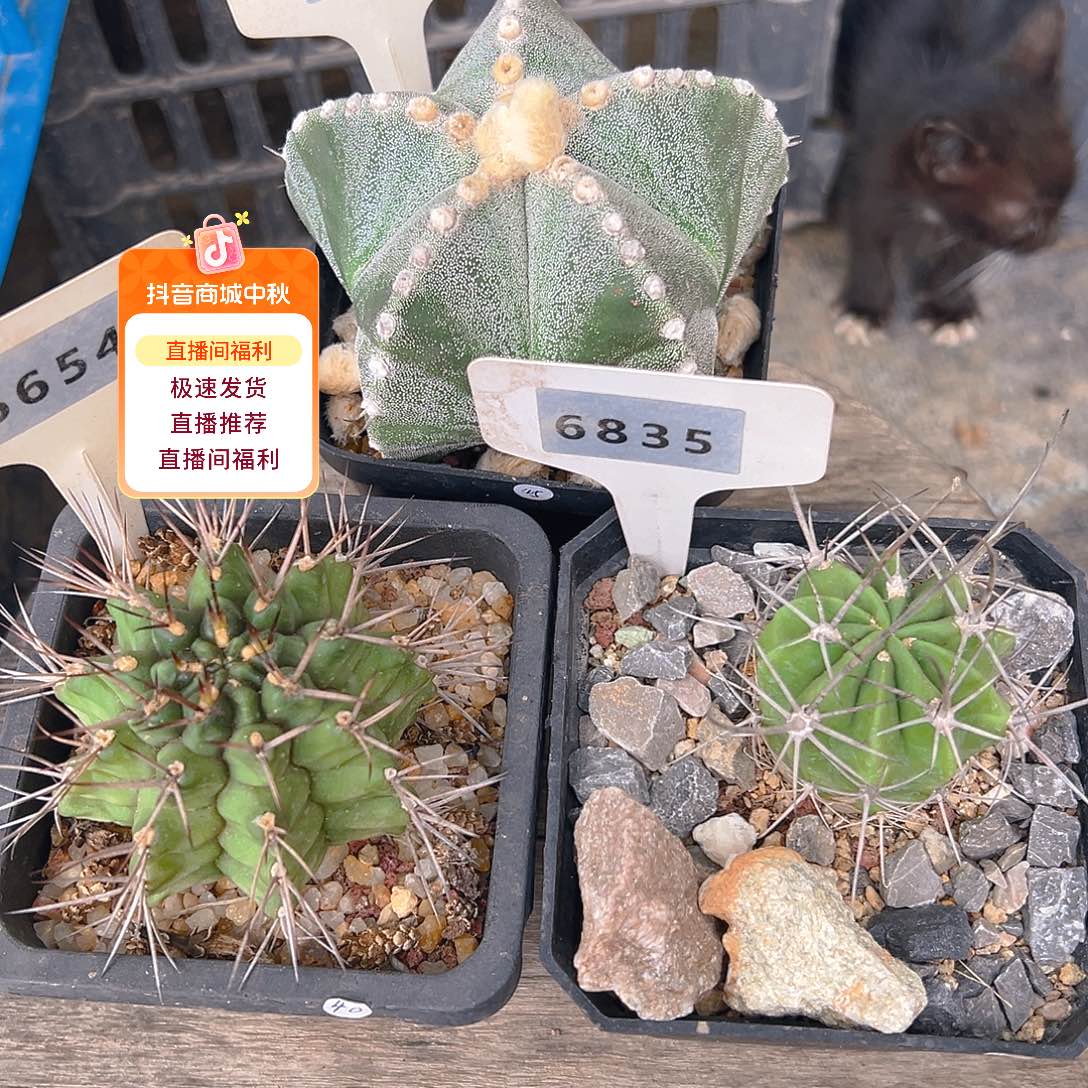 6789和6654和6835一起裸根发货