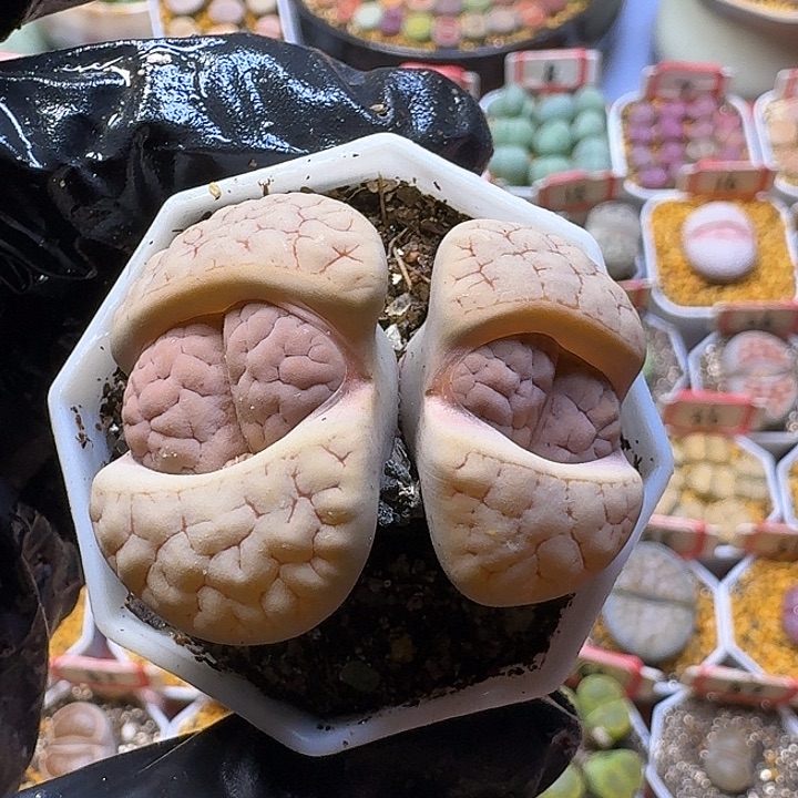 生石花2:：。在。 65号