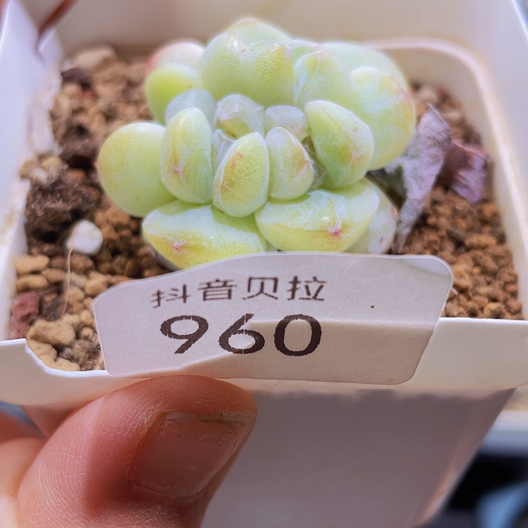 啵**?960 精品多肉一物一拍