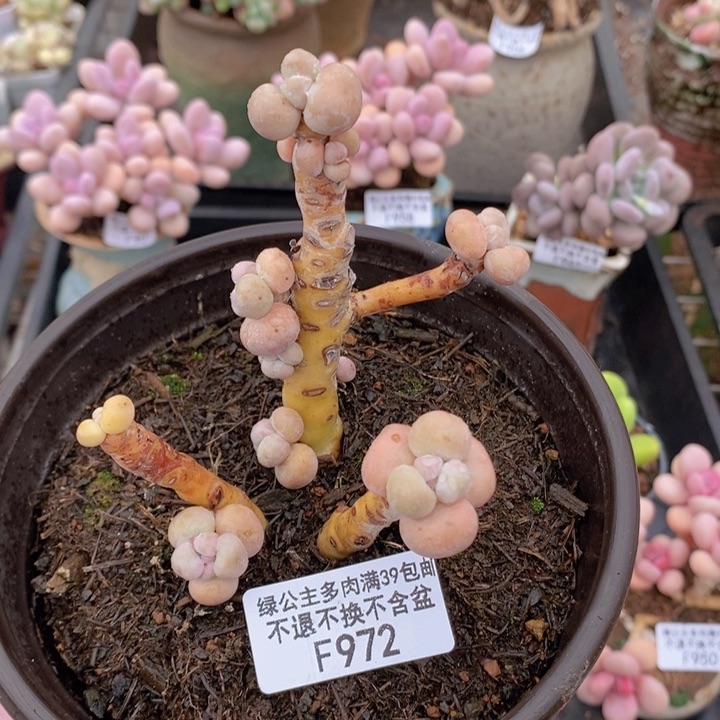 芭比奶洛老桩特价972多肉植物