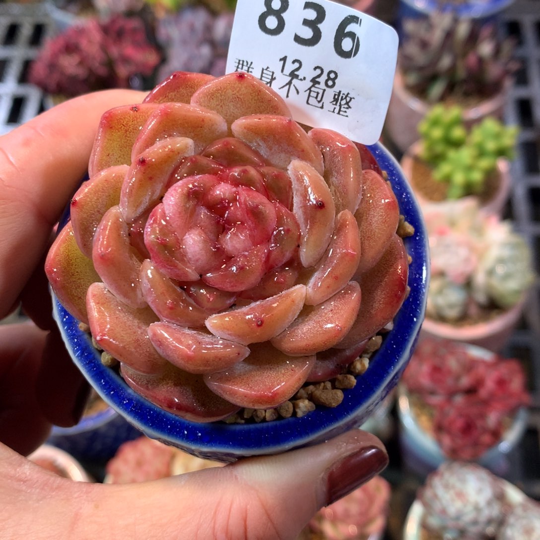 精控拇指12.28836