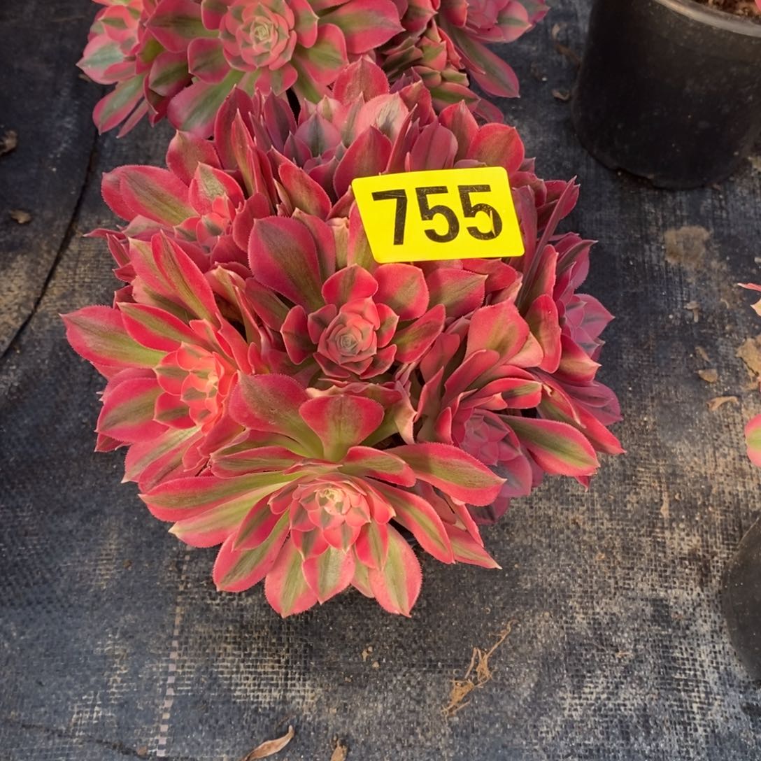 粉女巫从林多肉法师755