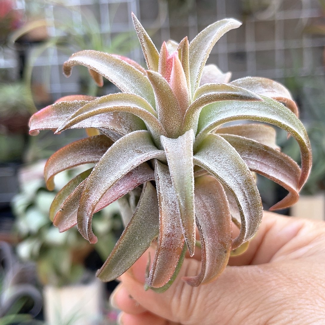 橙万汉63号空气凤梨