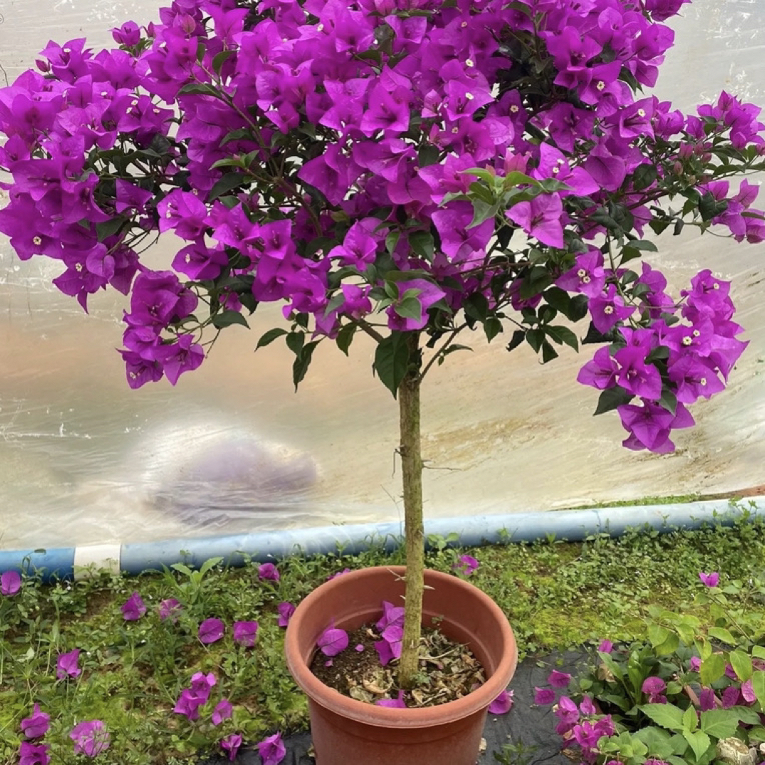 三角梅云南紫盆栽四季开花耐热室内外好养易活