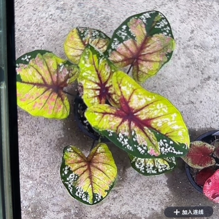 A***ᐝ01-0224野蜂飞舞彩叶芋泰国发货