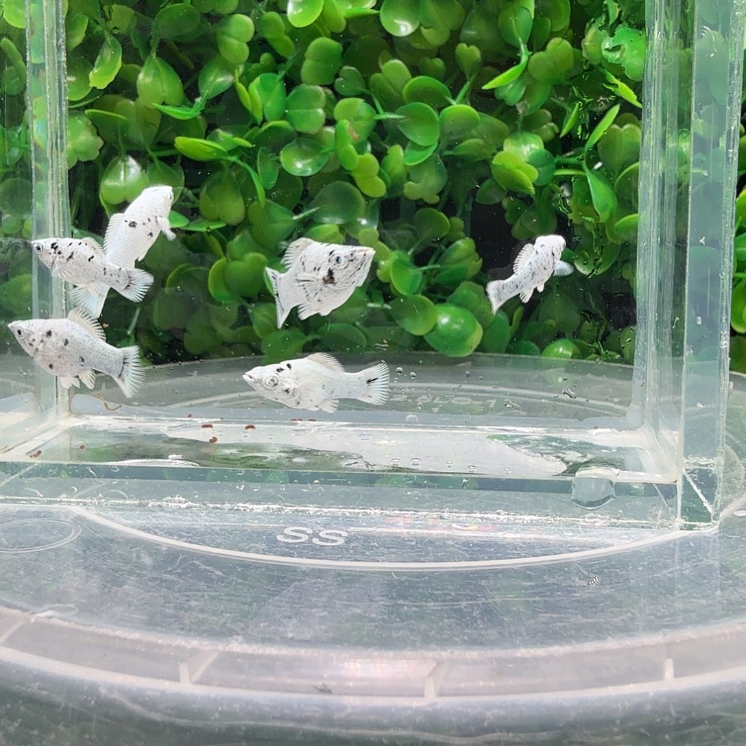 海水鱼奶牛玛骊球苗6条