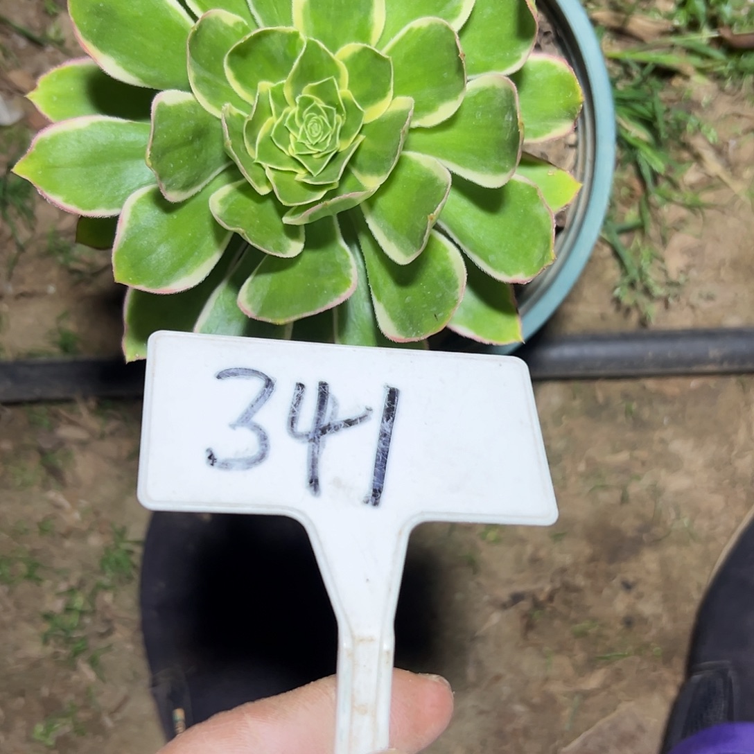 爱***者多肉植物大叶法师341