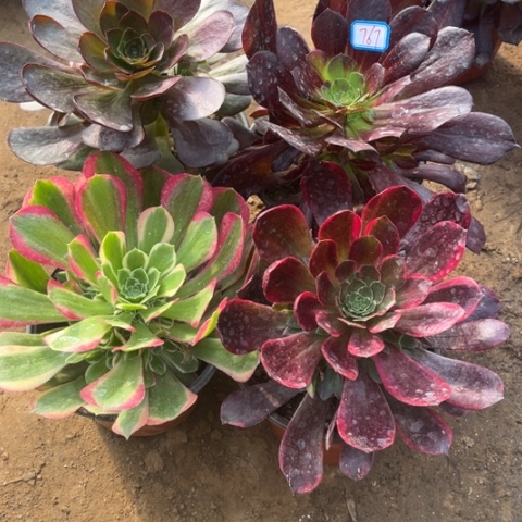 765多肉植物组合