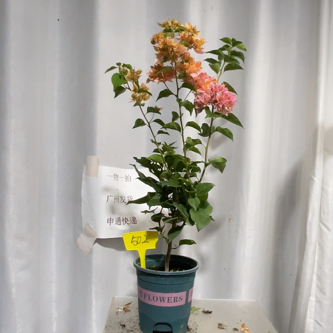 当前无花栽培后可以开花502重瓣橙细杆子